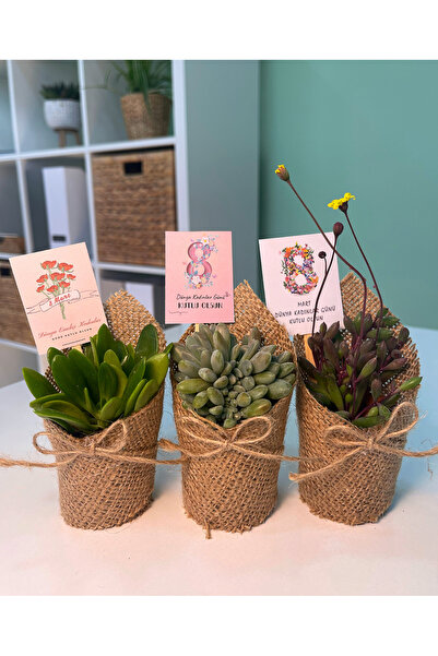 FİDAN PAZARI 8 MART KADINLAR GÜNÜ ÖZEL JÜT MİX PAKET 20 ADET