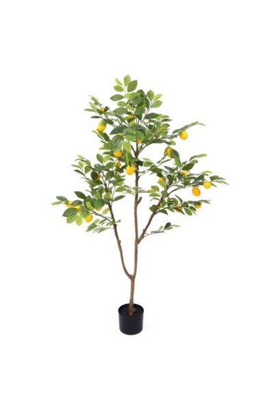 Lemon Eating Mayer Grafted Potted Lemon tree