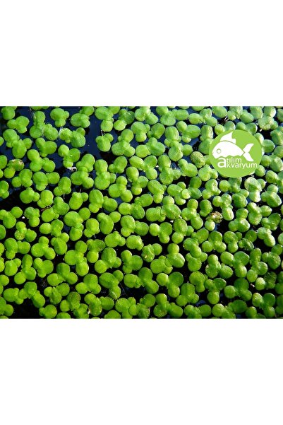 Atılım Akvaryum Su Mercimeği Akvaryum Su Üstü Bitkisi 100 Adet - Lemna Minor