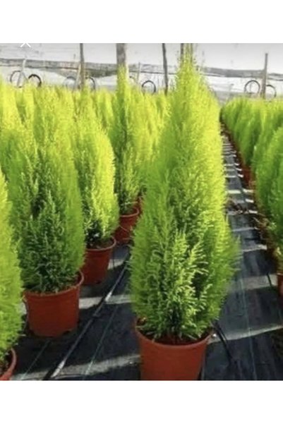 körfezgardens LİMONİ SERVİ, SALON ÇAMI 35-40 cm Boy KÖRFEZ GARDENS Kalitesiyle