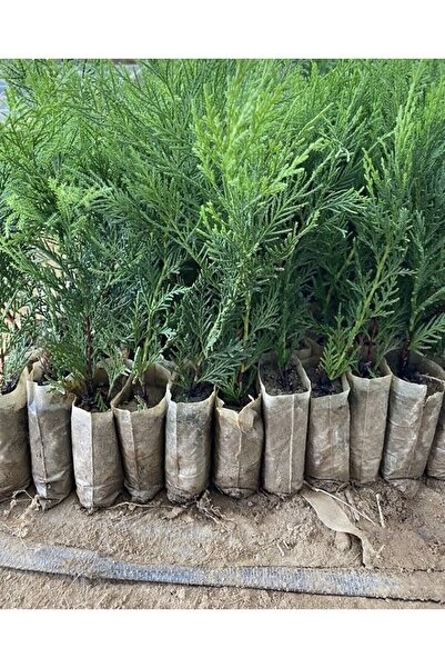 körfezgardens 10 Adet Saksılı Leylandi Fidesi Efsane Paket