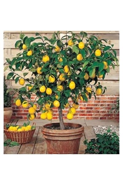 körfezgardens Tüplü Mayer yediveren Limon fidanı 100 cm boy
