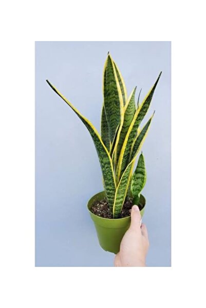 körfezgardens Paşa kılıcı Sarı Şeritli 60-70 cm Boy Sanseviera