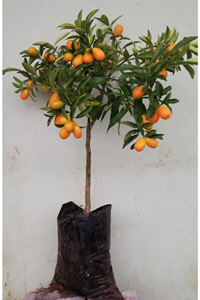 Uzunlar Fidancılık Kamkat Fidanı Meyveli Ağacı 3,5 Yaş Tüplü