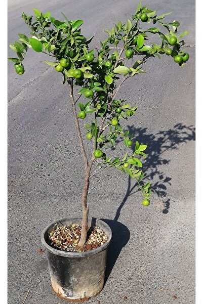 Uzunlar Fidancılık Kalamondin Süs Mandalinası Ağacı Meyveli 5 Yaş Saksılı