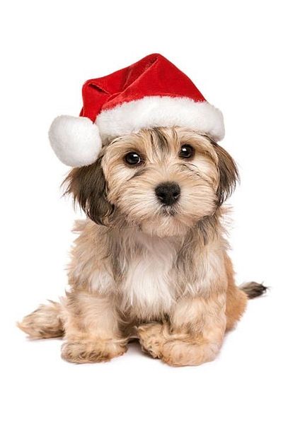Marcel Kristal Tablo Christmas Hat - Cute Dog Diamond Mosaic Painting 36x46 Cm