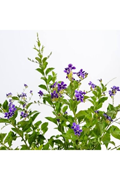 körfezgardens Saksılı Ağaç Menekşesi Duranda Fidanı