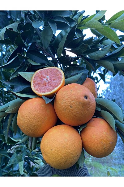 Kırmızı (KAN) Portakal Dalından 1kg