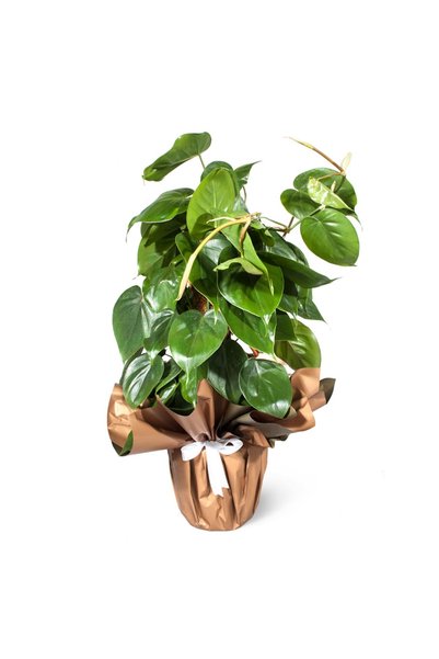 Nemabahçe Salon Sarmaşığı - Philodendron Scandens Mosstok Kalp Yapraklı
