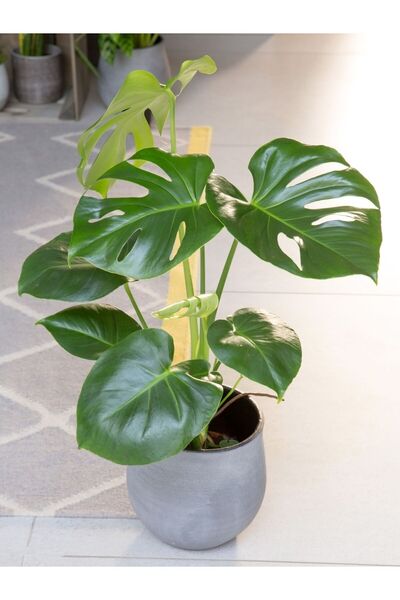 SYNETELLYA Deve Tabanı 30-50 cm Monstera Deliciosa Küçük Boy