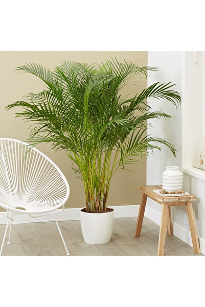 SYNETELLYA Areka Palmiyesi 100-120 cm Dypsis Lutescens