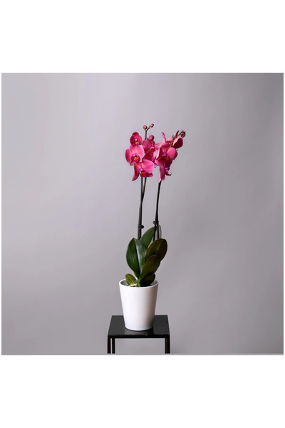SYNETELLYA Phalaenopsis Asian Coral Orkide 70-80 Cm Çift Dallı Canlı Çiçek