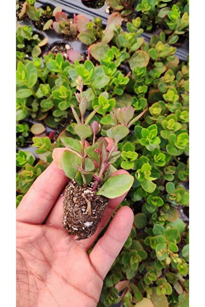 Ravza Çiçekçilik Kalanchoe Manginli Fides Kırmızı Çiçek Açan Sukulent