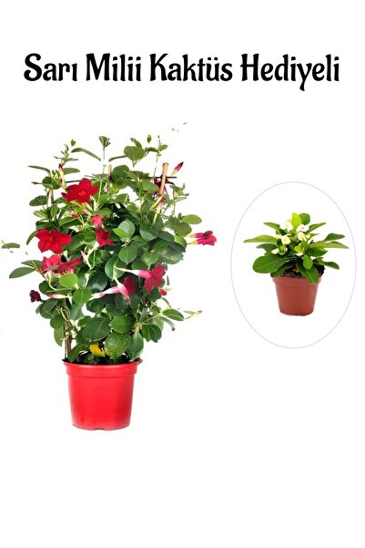 Bitkim Sende Kokulu Kırmızı Mandevilla Sarmaşığı Sevgililer Gününe Özel Sarı ...