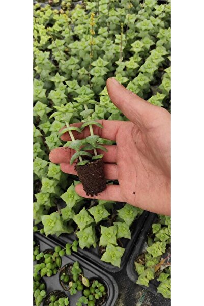 Ravza Çiçekçilik Crassula Perforata Fldesi Dolgun Ve Formlu