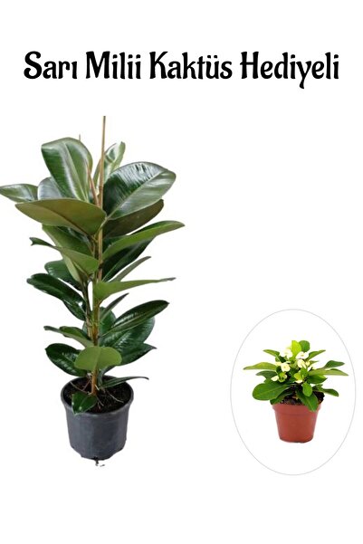 serada decor & plant Parlak Canlı Yapraklı Kauçuk Bitkisi Sevgililer Gününe Ö...