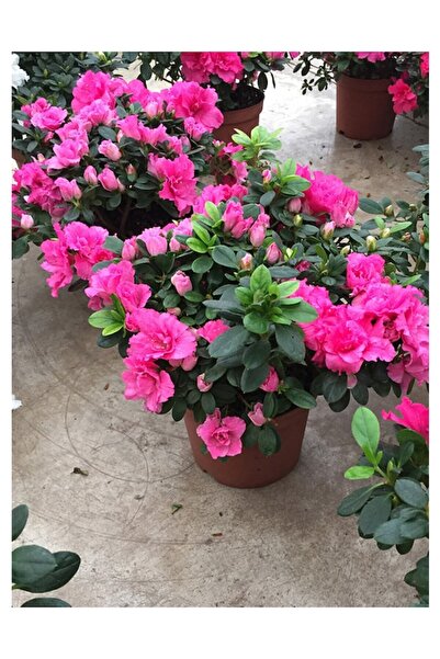 Köy Tohumları 5 Adet Tohum Nadir Pembe Açelya Çiçeği Tohumu Saksı Topraklıdır