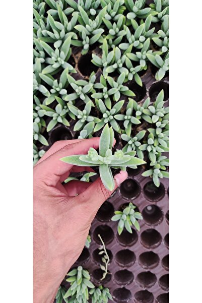 Ravza Çiçekçilik Crassula Mesembryanthemoides Fidesi