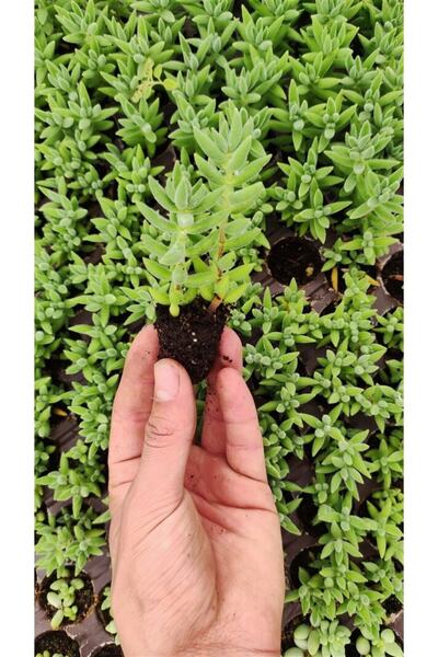 Ravza Çiçekçilik Crassula Mesembryanthemoides ( Ince Yaprak ) Fidesi