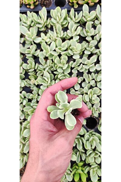Ravza Çiçekçilik Crassula Ovata Money Maker Fidesi