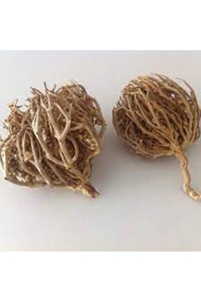 Köy Tohumları 2 Adat Meryem Ana Kudret Eli Otu Hamile Kalmayı Kolaylaştırıcı ...