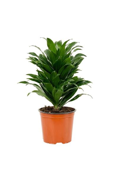 Fintarla Dracena Compacta 30-40 cm Salon&Ofis Bitkisi