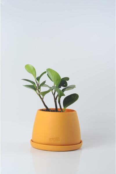 Bibitki Peperomia Zümrüt Dalgası Bitkisi El Yapımı Seramik Bipot Saksıda Pepe...