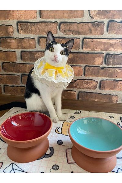 Pet on sale shop bowl