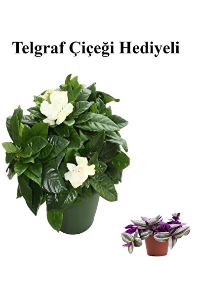 serada decor & plant Yoğun Mis Kokulu Gardenya Çiçeği Sevgililer Gününe Özel ...