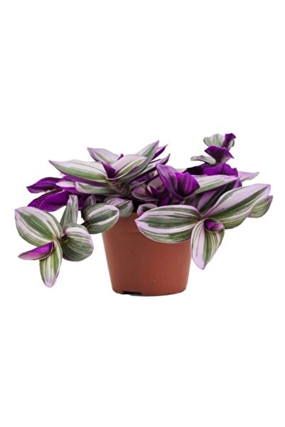 Bitkim Sende Toz Pembe Zarif Yapraklı Hostes Çiçeği Sevgililer Gününe Özel TELGRAF HEDİYELİ