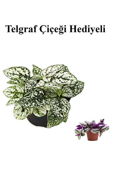 serada decor & plant Beyaz Renk Zarif Yapraklı Hostes Çiçeği Sevgililer Günün...