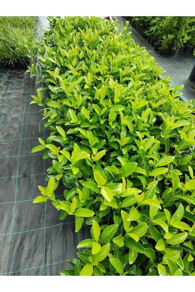 serada decor & plant Videolu Çit Bitkisi Kartopu (15 25 CM)1 Adet Saksılı Dış...
