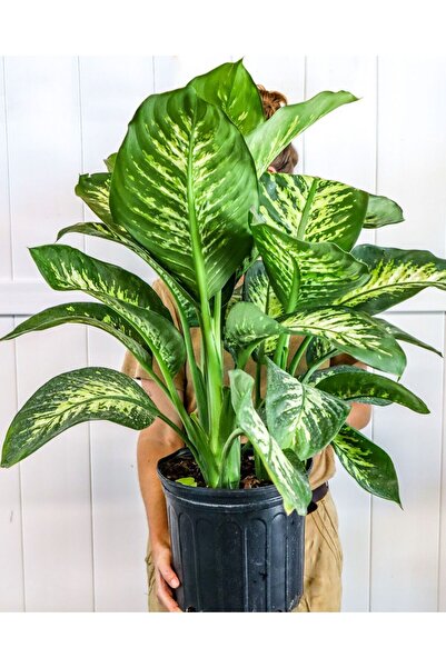 SYNETELLYA Difenbahya Tropic Snow Dieffenbachia 70-90 cm