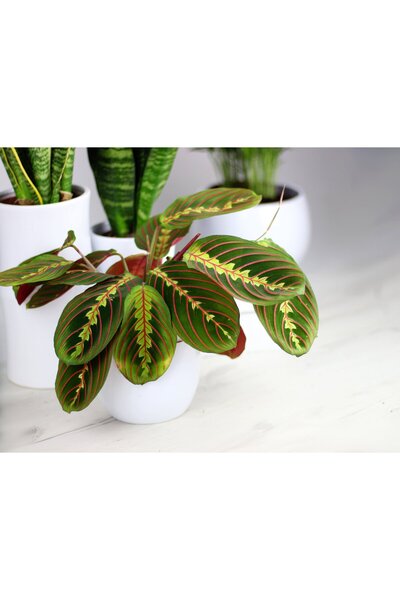 SYNETELLYA Calathea Maranta Dua Çiçeği Kaletya 30-40 cm