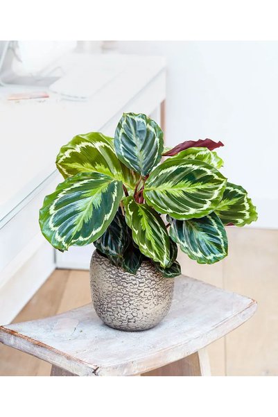 SYNETELLYA Calathea Medallion Dua Çiçeği Kaletya 30-40 cm