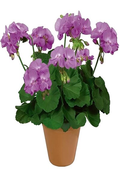 serada decor & plant Hediyelik Mor Renk Sardunya Fidanı Sevgililer Gününe Özel Sarı Milli Kaktüs HEDİYELİ