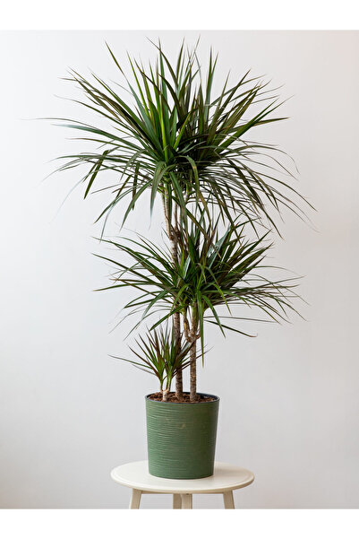 SYNETELLYA 3 Gövdeli Draceana Marginata Bitkisi 120-140 cm