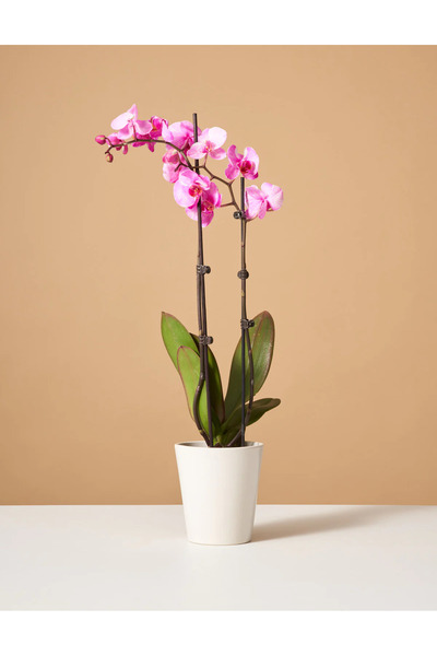 SYNETELLYA Phalaenopsis Pembe Orkide 70-80 Cm 2 Dallı Canlı Çiçek