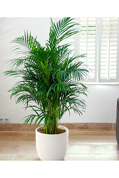 SYNETELLYA Areka Palmiyesi 120-140 cm Dypsis Lutescens