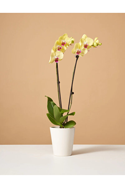 SYNETELLYA Phalaenopsis Sarı Orkide 70-80 Cm 2 Dallı Canlı Çiçek