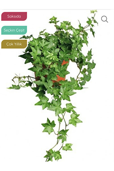 körfezgardens Yeşil İngiliz Sarmaşığı Hedera helix Baltica, Saksıda Herdem Ye...