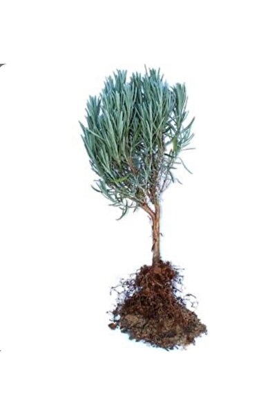 Lavender Angustifolia Light Root