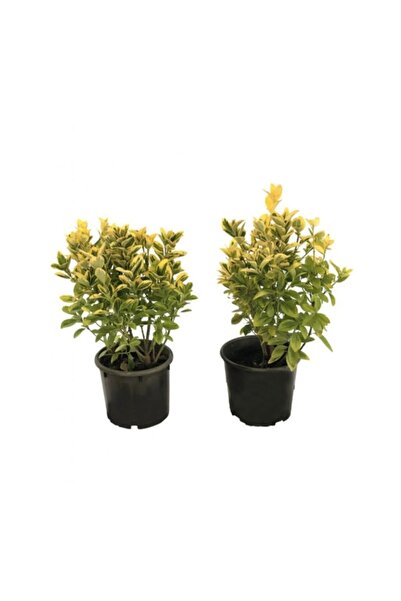 körfezgardens Altuni Gold Taflan Fidanı