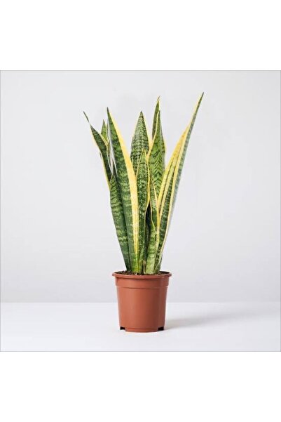 körfezgardens Sanseviera Paşa Kılıcı Saksılı Dolgun Boy