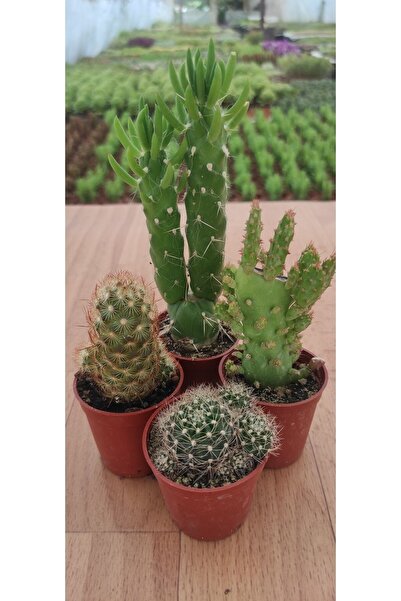 Ravza Çiçekçilik 4'lü Karışık Kaktüs Seti