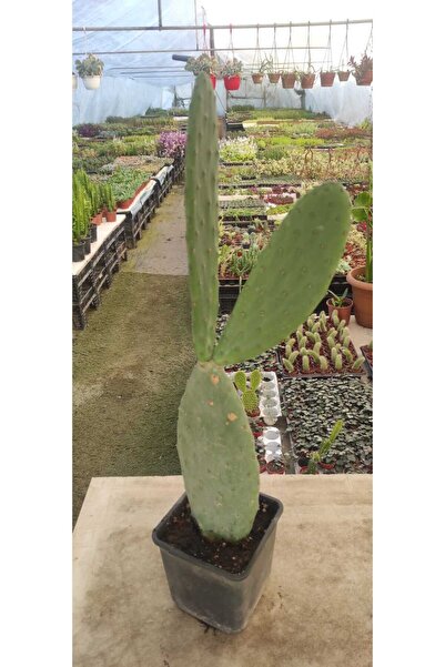 Ravza Çiçekçilik Opuntia Ficus İndica ( Tavşan Kulağı ) ( 50-70 Cm Boyutunda ...