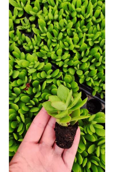 Ravza Çiçekçilik Crassula Money Maker Fidesi