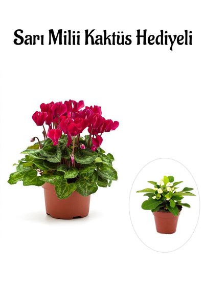 serada decor & plant Hediyelik Mürdüm Renk Sıklamen Çiçeği Sevgililer Gününe Özel Sarı Milli HEDİYELİ