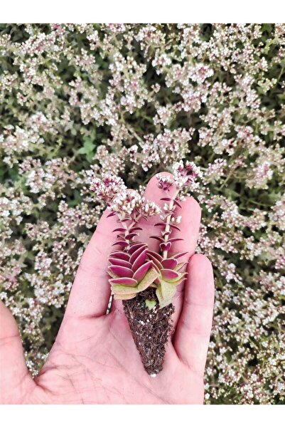 Ravza Çiçekçilik Crassulla Exilis Picturata Fidesi