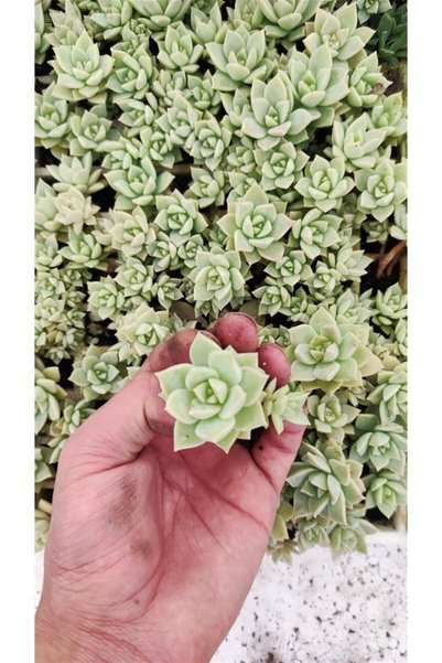 Ravza Çiçekçilik Graptopetalum Bernalense Fidesi